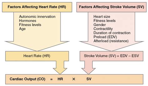 How Does Heart Rate Affect Stroke Volume Quizlet